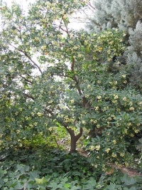 Arbutus unedo - tree.jpg