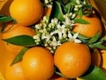 4 Naranjas.jpeg