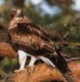 Aguila calzadasierramaria.jpg