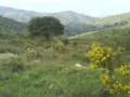 Entorno natural entre Benizalón y Cerro Monteagud.jpg