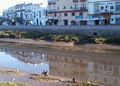 Cormoranes y gaviotas en tramo urbano río Iro.jpg