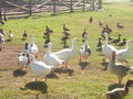 Patos del Parque Laguna del Moral.jpg