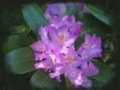 Rododendron ponticum 2.jpg
