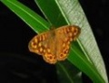 Salao 064 mariposa.jpg