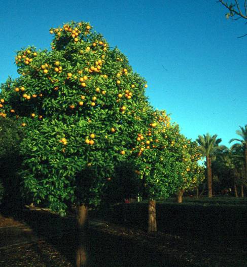 Citrus aurantium larambla.jpg