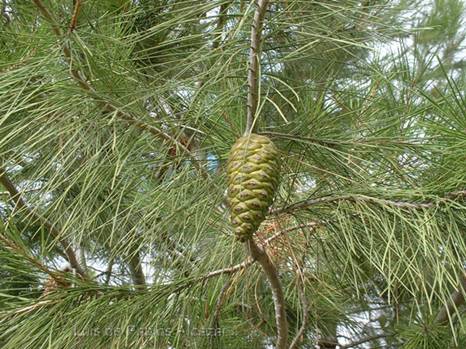 Pinus halepensis la rambla.jpg
