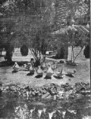 "Los patos" en los Jardines de la Agricultura (1925).png