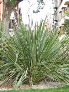 Dracena(1).jpg