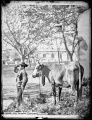 Niño vaquero cordobés en la Ribera con vaca (años 1860).jpg