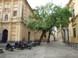 Plaza del Cardenal Salazar (magnolio).jpg