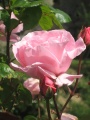 Rosa(1).jpg