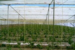 cultivo de pepino