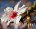 Flor de almendro-2.jpg