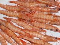 Gamba blanca 01.JPG