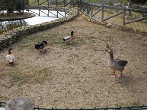 Patos lago Parque.jpg