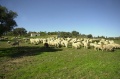 Rebaño de ovejas en Villablanca.jpg