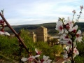 Almendros en flor y castillo canena.jpg