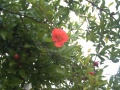 Flor del granado.JPG