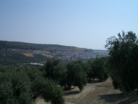 Vista del olivar de Canena.jpg