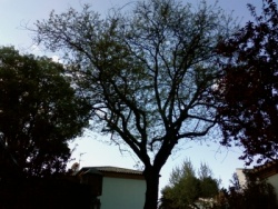 Acacia tres espinas.jpg