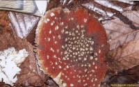 Amanita Muscaria 3.jpeg