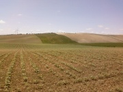 Cañada de marchena.jpg