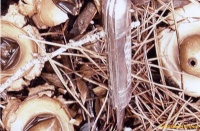 Geastrum Rufescens 2.jpeg