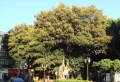 Ficus macrophylla.jpg