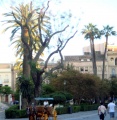 Jardines de la Lonja (Sevilla).jpg