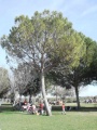 Pinus pinea (El Majuelo, La Rinconada).jpg