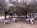 Representación vacas jardines Buhaira Sevilla.jpg