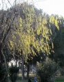 Salix alba (El Majuelo, La Rinconada).jpg